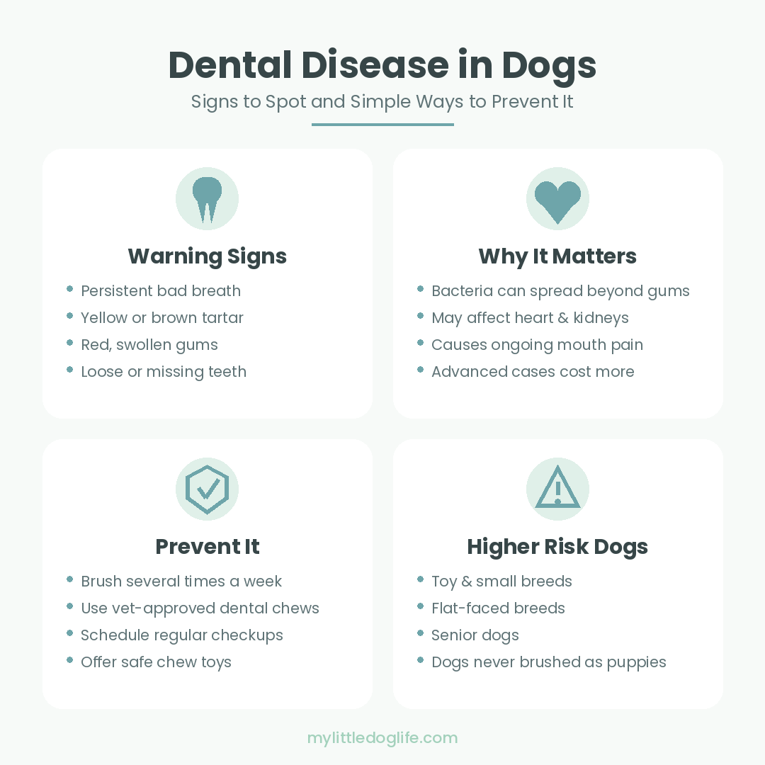 Pastel infographic showing dental disease warning signs, health risks, prevention tips, and higher-risk dog breeds