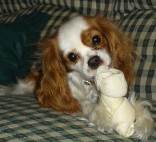 A dog lying on a couch chewing a rawhide bone, a common trigger for resource guarding.