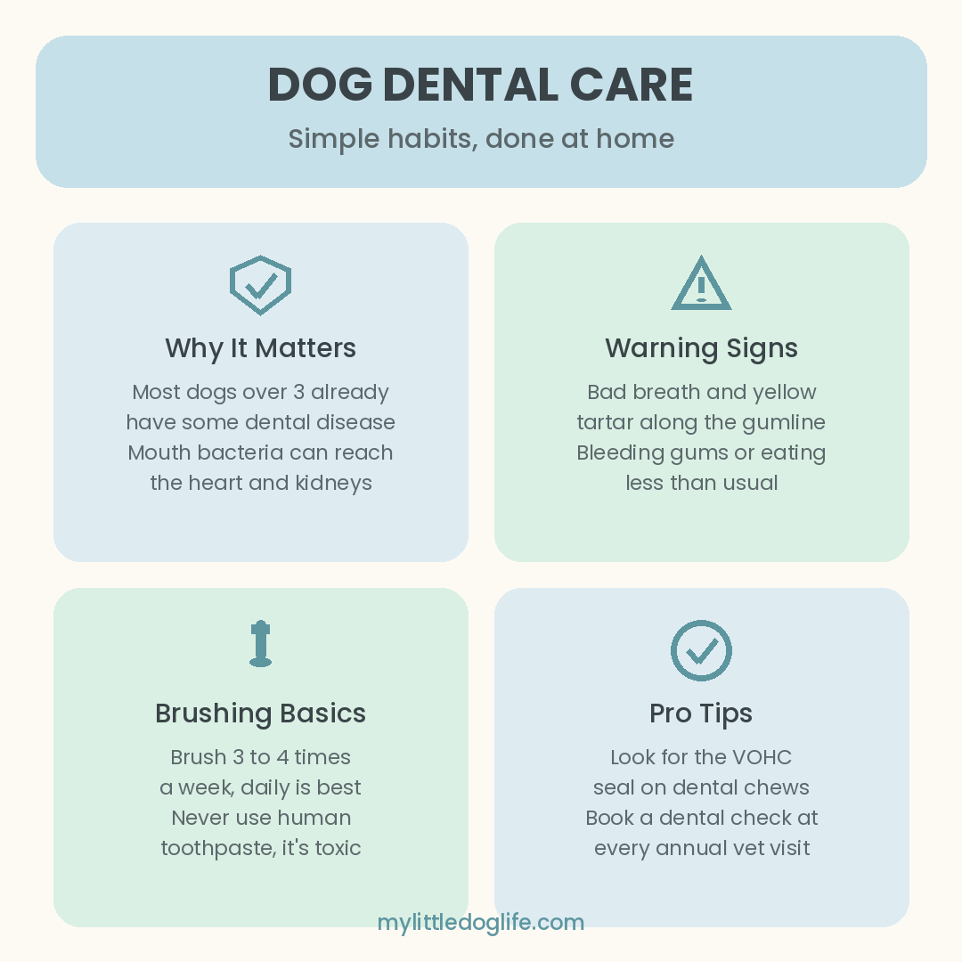 Infographic with four pastel cards covering why dog dental care matters, warning signs, brushing basics, and pro tips.