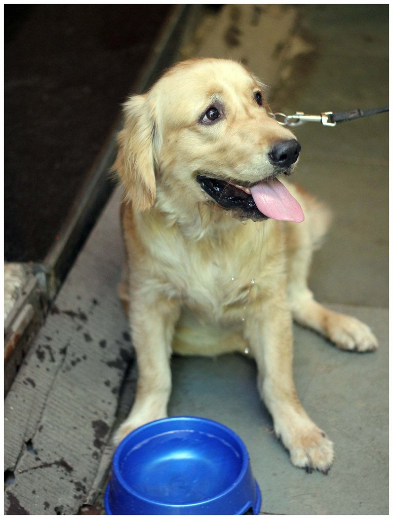 A dog drinking water from a bowl outdoors to stay hydrated.
