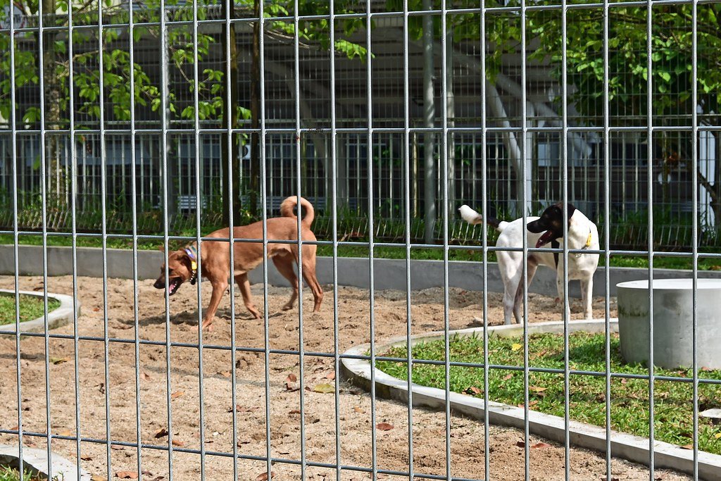 A dog running happily across a grassy park toward its owner during recall training.