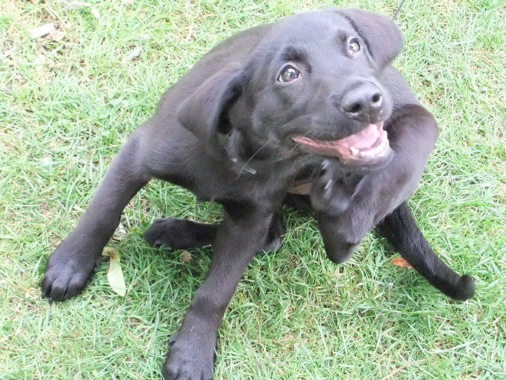 A dog scratching its skin outdoors, a common sign of skin irritation or a hot spot