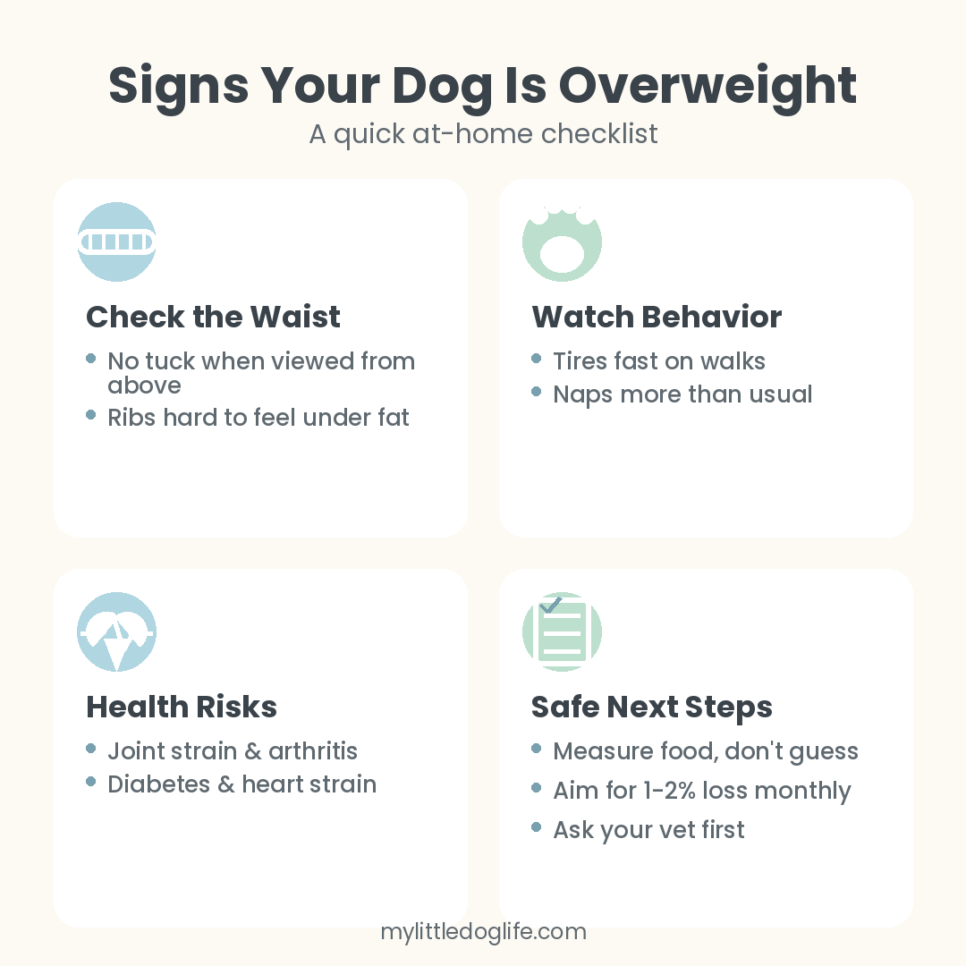 Infographic showing signs your dog is overweight: waist check, behavior changes, health risks, and safe next steps