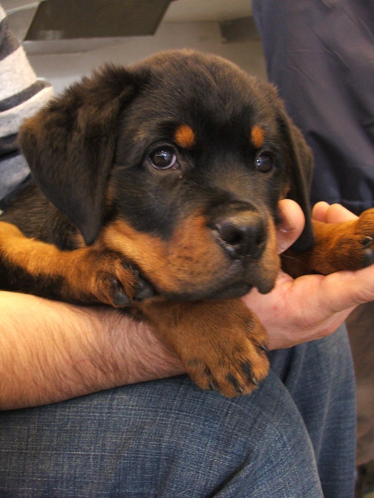 A dog sitting on an exam table during a visit to the veterinarian.