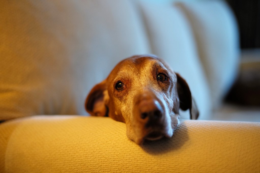 Close-up portrait of an old dog with a gray face and calm expression.