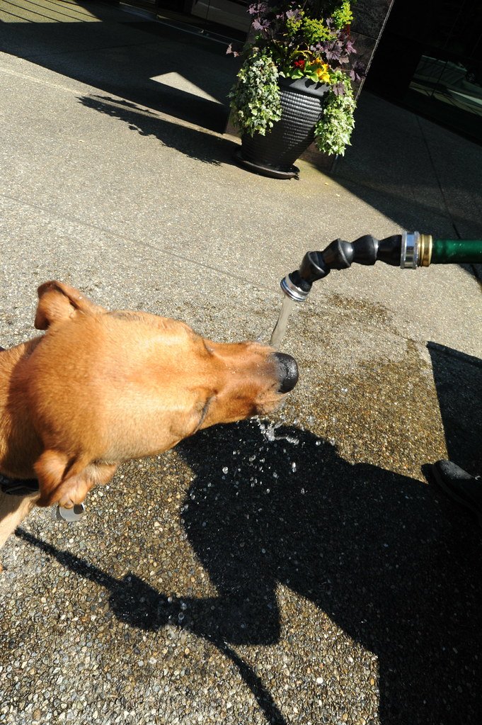 A dog cooling off by drinking water outdoors on a hot, sunny day.