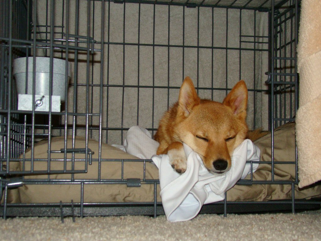 A dog resting comfortably inside a well-set-up crate with soft bedding.