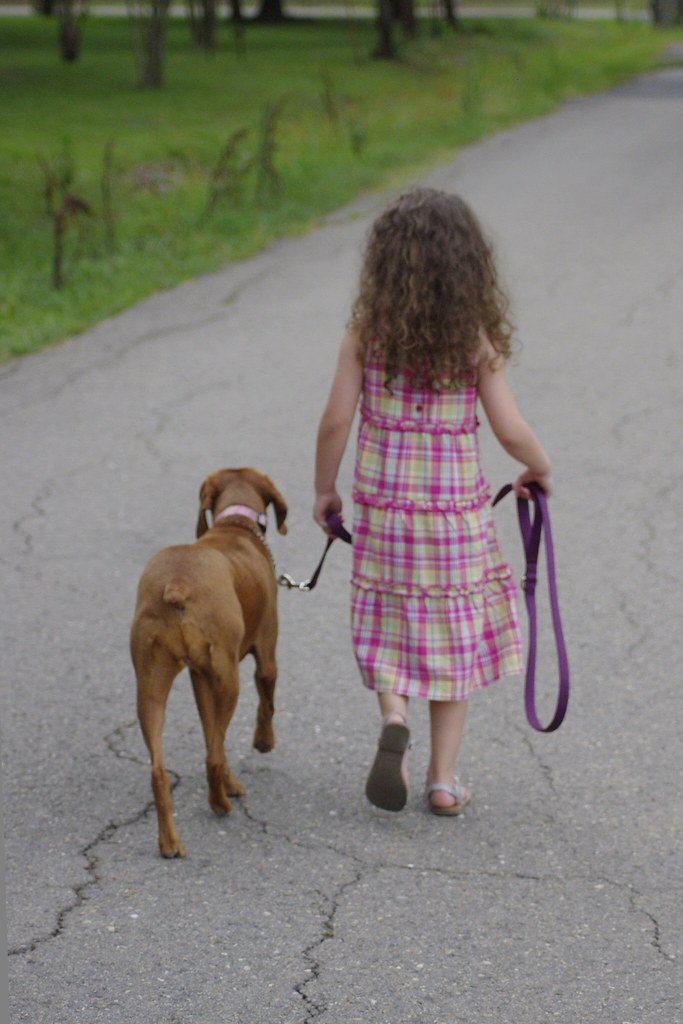 A dog walking calmly next to its owner on a loose leash outdoors.