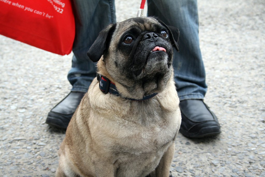 An overweight pug standing on a leash outdoors.