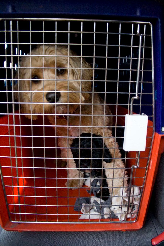Two puppies sitting together inside an open wire dog crate.