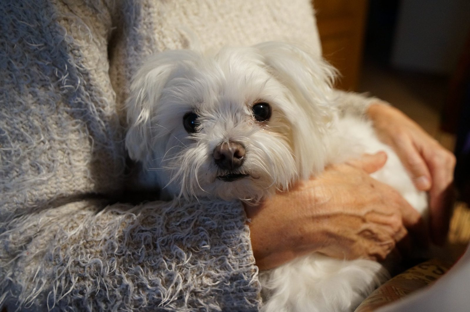 A small fluffy puppy being held gently and comfortably by its owner.