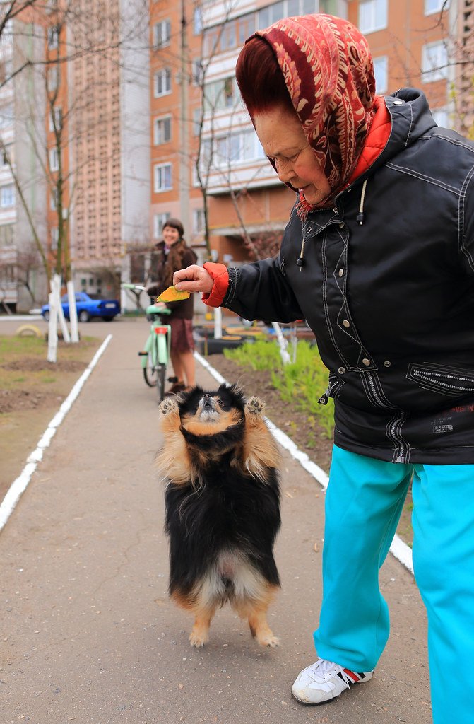 A small fluffy dog jumping up on its hind legs toward a person holding a treat.